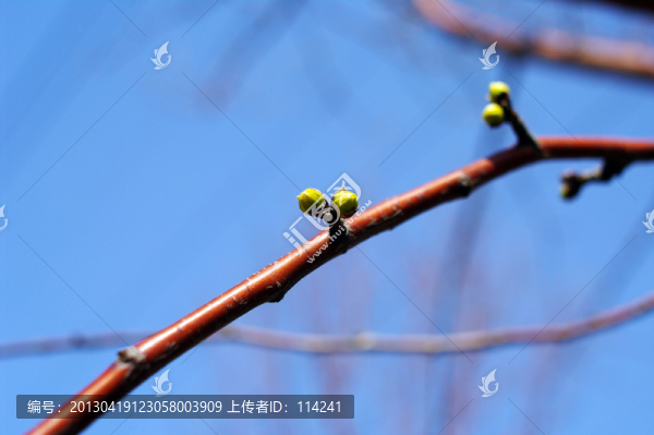 桃花花蕾