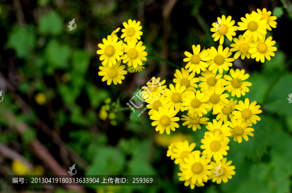 小黃花