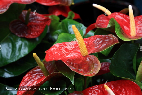 鵝掌