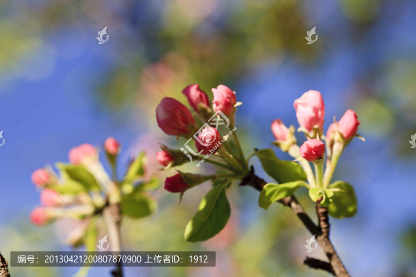 蘋果花