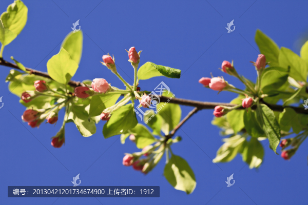 野蘋果花