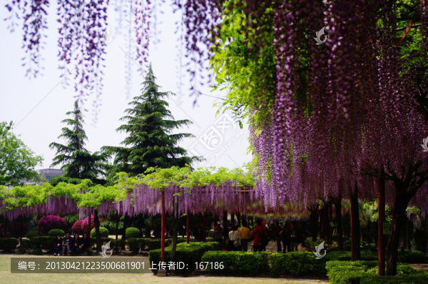 紫藤花