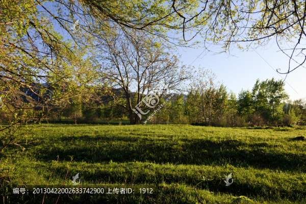 田野