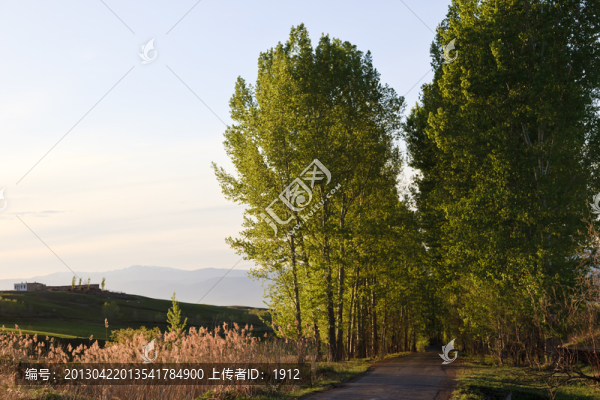 林中小路