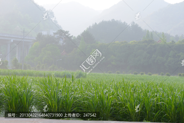 春天的景色
