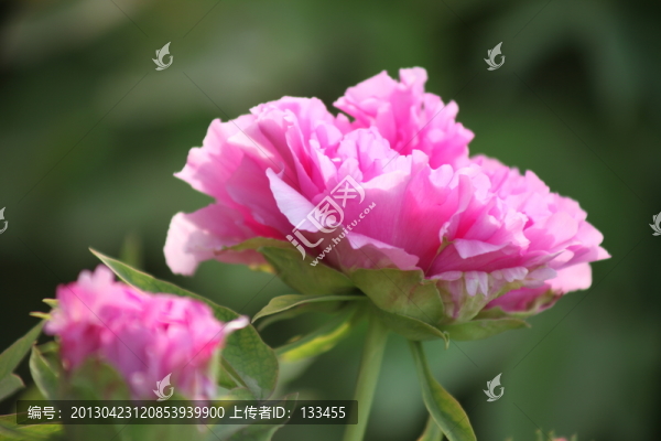 牡丹