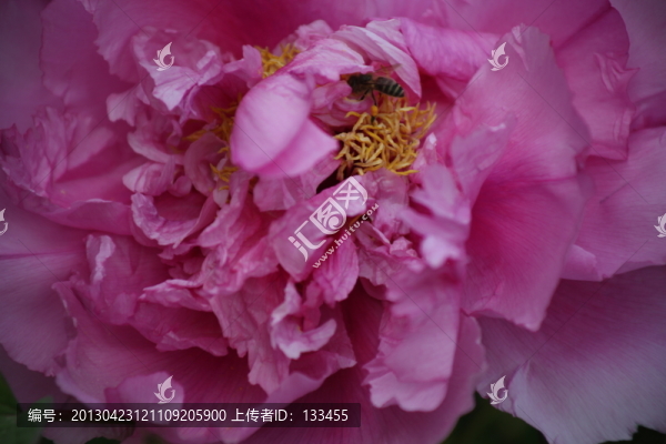 牡丹
