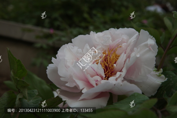 牡丹
