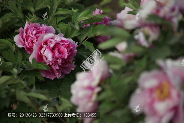 牡丹