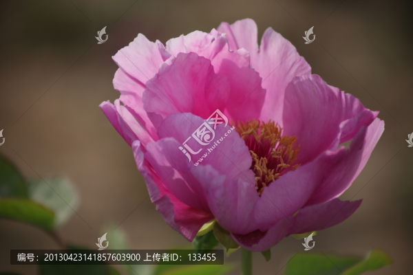 牡丹