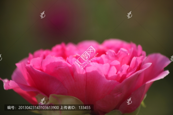 牡丹