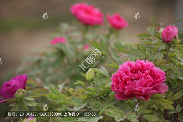 牡丹