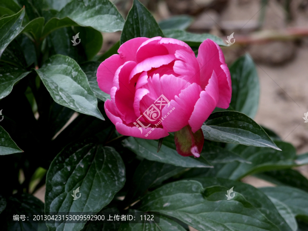 芍藥