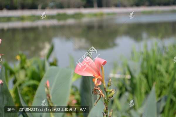 鮮花,花朵特寫,綠葉