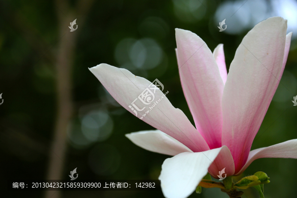 玉蘭