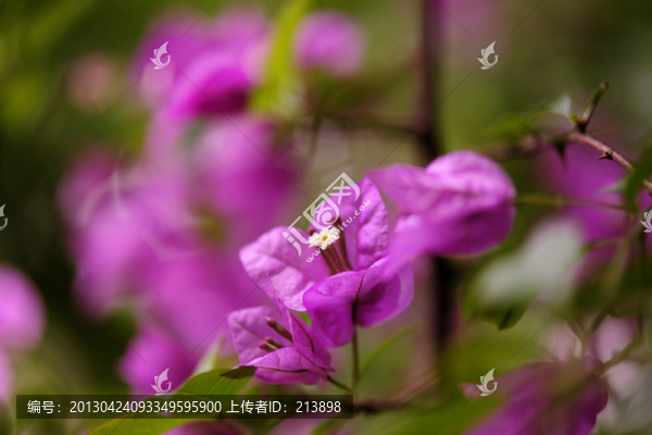 三角梅