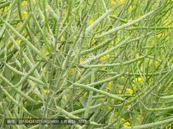 油菜果實莢