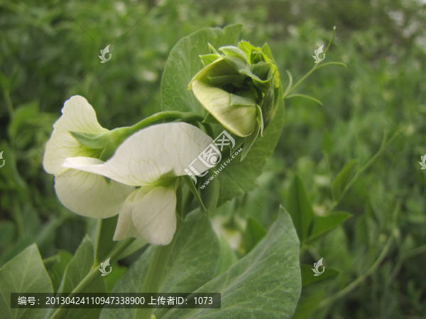 豌豆花與葉