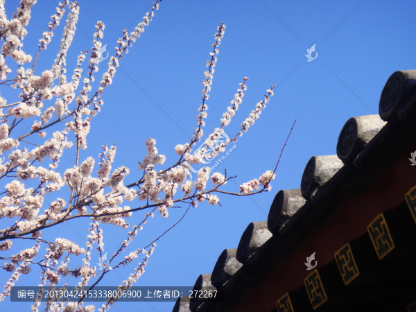 桃枝