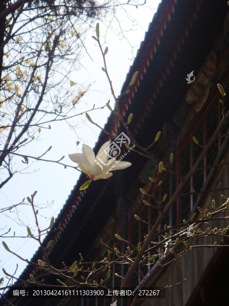玉蘭與古建