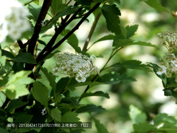小花