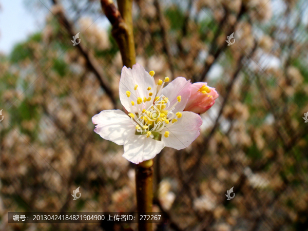 櫻花