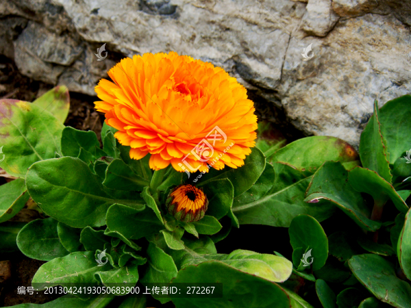 雛菊