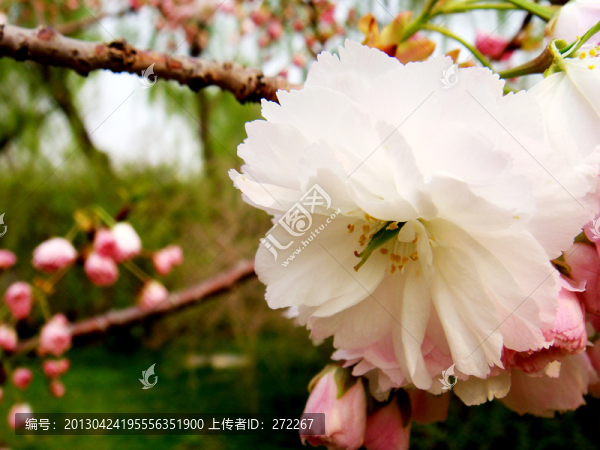 一葉櫻花
