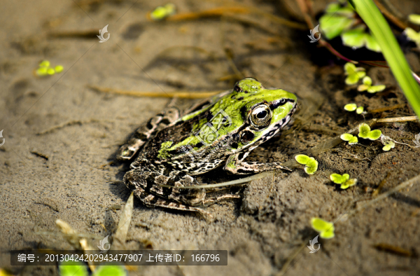 青,蛙
