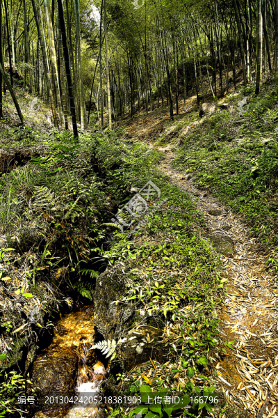 蓉山竹林