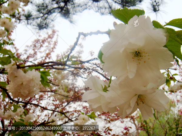 櫻花