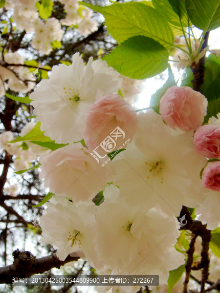 櫻花