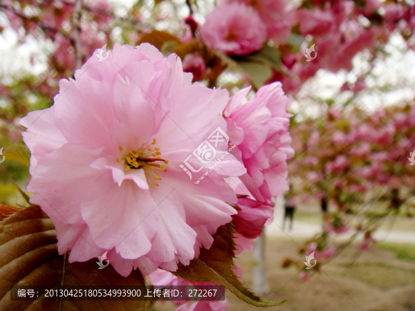 粉櫻花