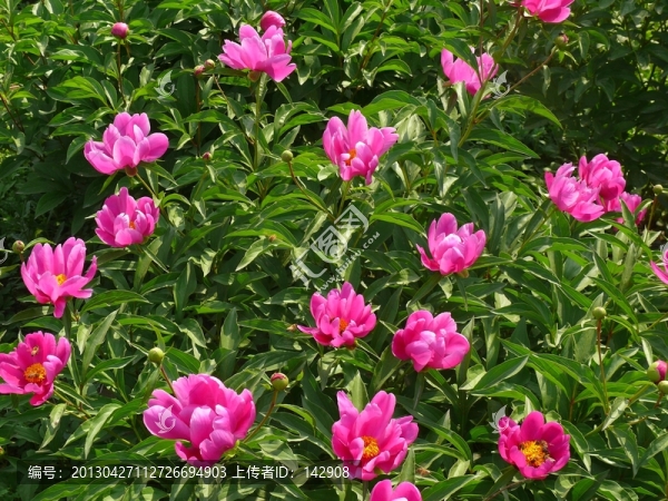 一片芍藥花