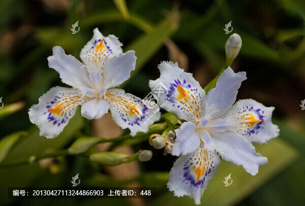 鳶尾花