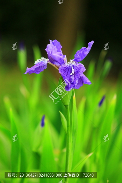 鳶尾花