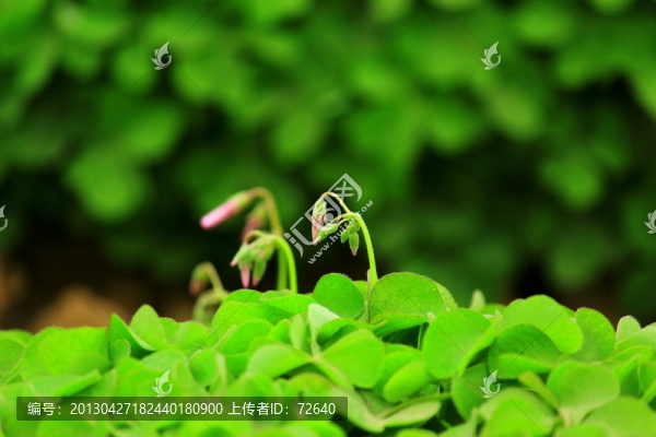 三葉草