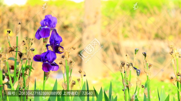 鳶尾花