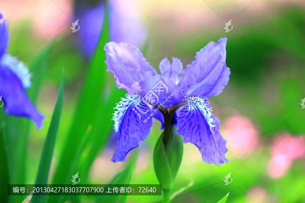 鳶尾花
