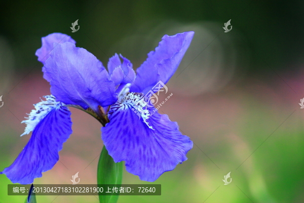 鳶尾花