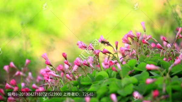 三葉草