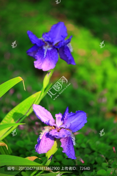 鳶尾花