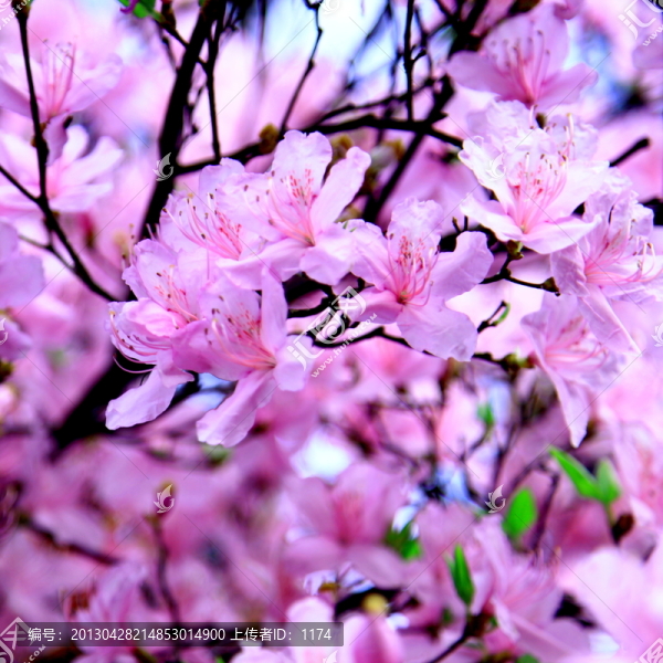 杜鵑花