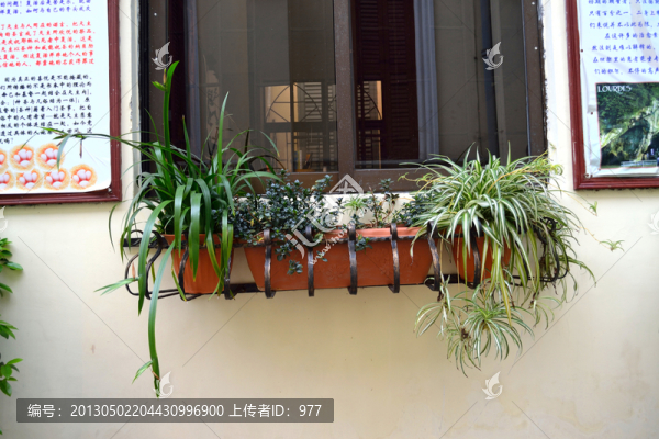 窗戶,花籃