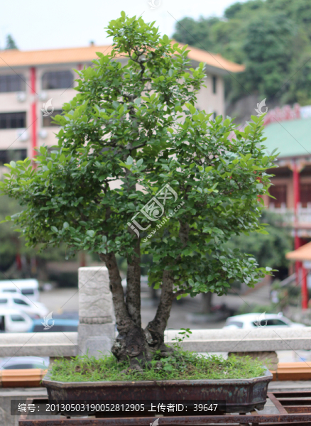 盆栽藝術(shù)