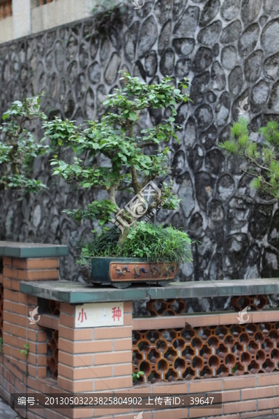盆栽藝術(shù)