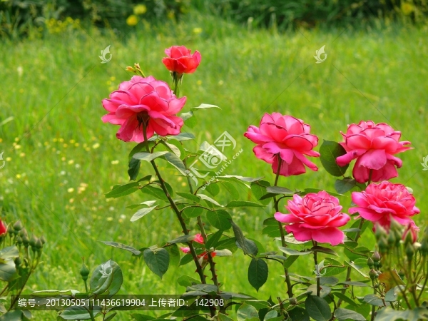 月季花
