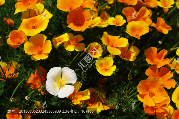 花菱草