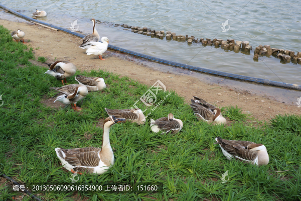 唐山南湖天鵝湖