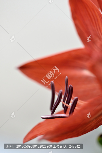 朱頂紅（東南西北花）